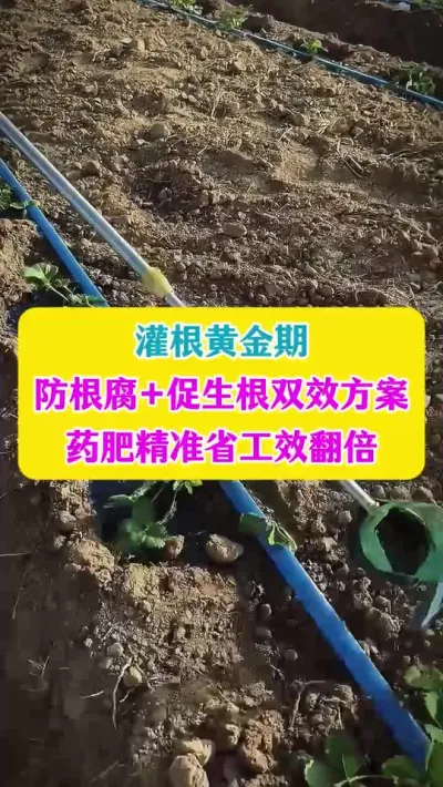 灌根黄金期，防根腐+促生根双效方案#生根壮苗 #种植小技巧 #农业种植 #三农 #dou上热门