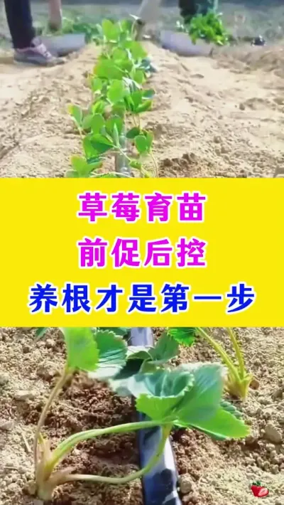 草莓育苗前促后控，养根才是第一步#草莓种植 #草莓育苗 #种植小技巧 #农业种植技术 @DOU+小助手