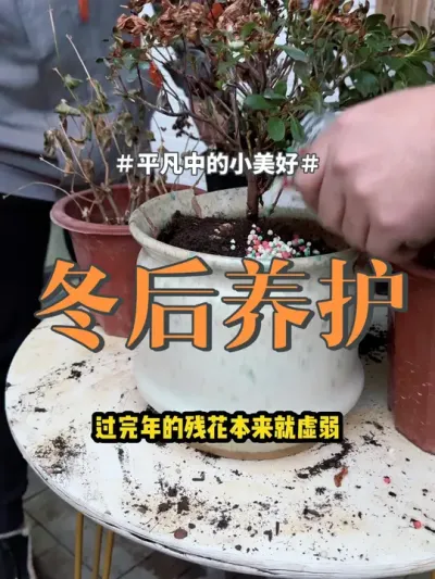#花卉绿植 #盆栽 #养花 过完冬的植物养残了很正常，你就像我这样做
