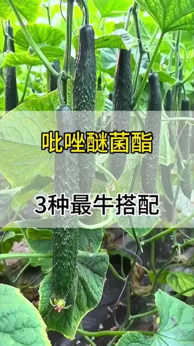 吡唑醚菌酯的最牛搭配 #黄瓜 #黄瓜种植 #黄瓜高产种植 #服务三农支持三农 #三农