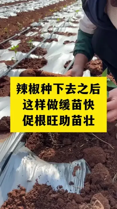 辣椒种下去之后，这样做快速缓苗，促根旺植株健壮长势好 #辣椒种植 #生根壮苗 #生根