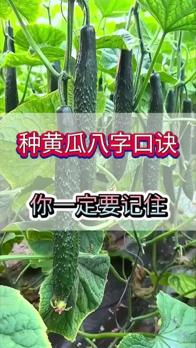 种黄瓜8字口诀你一定要记得 #黄瓜 #黄瓜种植 #黄瓜高产种植 #服务三农支持三农 #三农