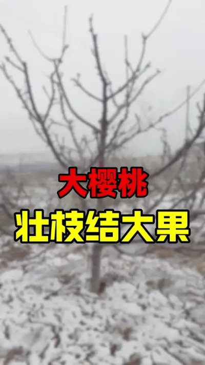 壮枝结大果#大樱桃修剪 #车厘子大樱桃 #车厘子树苗 #倒春寒