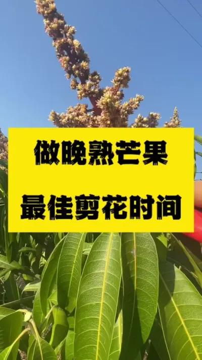 做晚熟芒果最佳剪花时间 #农业技术推广 #芒果种植技术 #凯特芒果