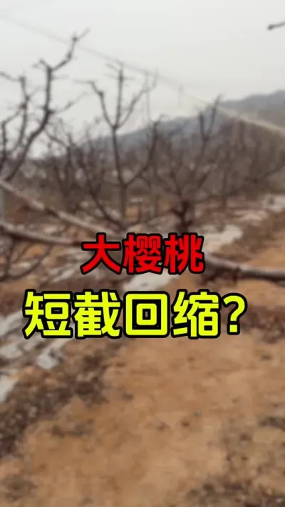 短截还是回缩？#果树管理 #车厘子大樱桃 #果树修剪