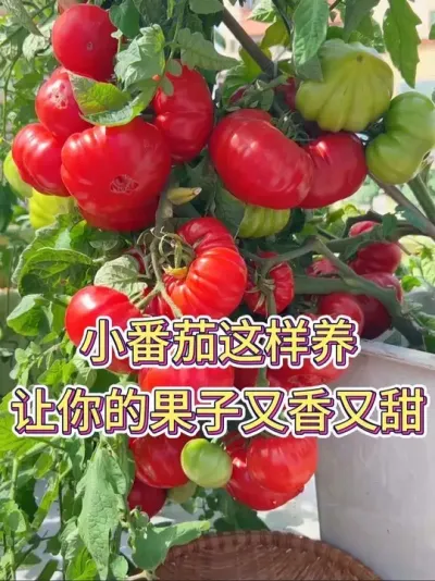 小番茄这样养，让你的果子又香又甜#小番茄 #小番茄种植 #花卉绿植 #养花小知识 #养花人的乐趣