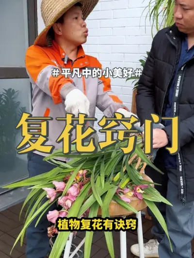 #花卉绿植 #养花小知识 #绿植 植物复花是讲究窍门的，快收藏起来