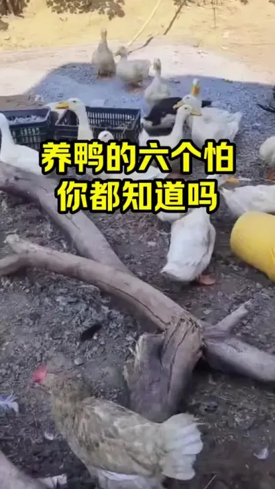 养鸭的六6怕，你都知道吗#抖音三农#养鸭#养殖