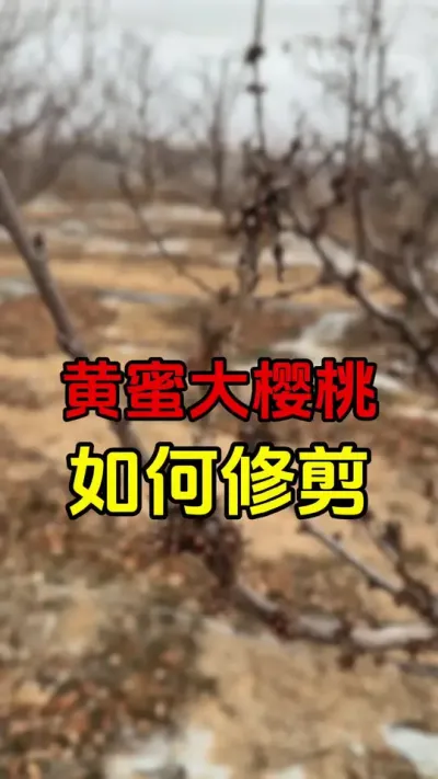 黄蜜大樱桃修剪#大樱桃修剪 #车厘子树苗 #果树修剪#黄蜜樱桃