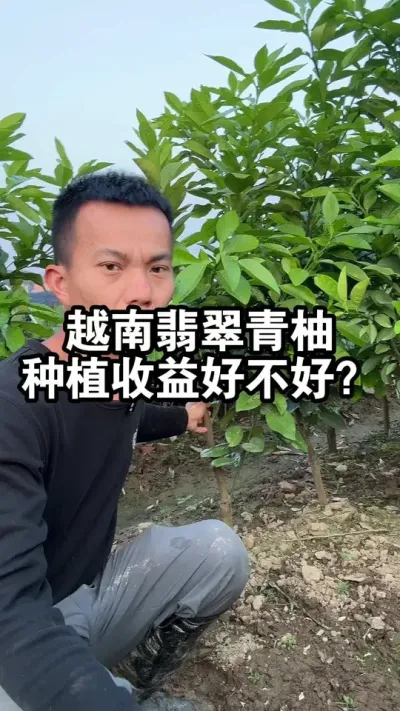 越南翡翠青柚单果3~6斤，种植收益好不好呢？ #柚子树 #越南青柚 #果苗供应