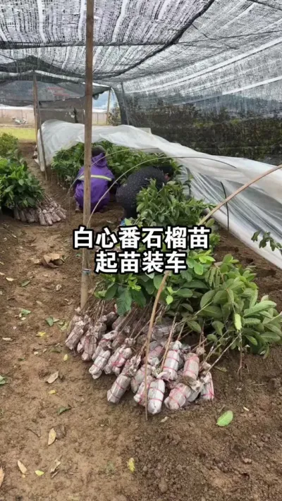 白心番石榴苗起苗装车，这苗太漂亮，今年种植今年挂果 #白心番石榴 #珍珠番石榴 #果苗供应