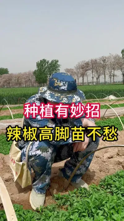 辣椒解决高脚苗长里美有妙招#辣椒高产 #增产增收小配方 #辣椒专用保花保果叶面肥 #农业种植 #辣椒