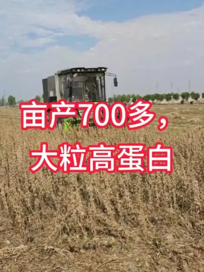 亩产700斤大颗粒大豆，高蛋白抗倒伏，机器易收割 #服务三农支持三农 #抖音助农 #新农人计划 #种子