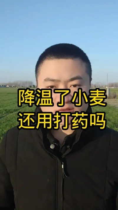降温过后，小麦还用管理吗#分享农业知识帮农民增产增收 #小麦种植管理技术 #新农人计划 #病虫害防治 #抖音助农