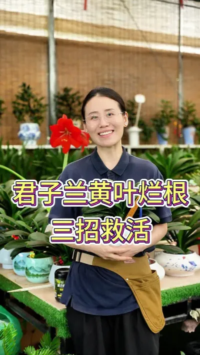 君子兰黄叶烂根，三招救活#君子兰 #君子兰开花 #养花小知识 #养花人的乐趣 #花卉绿植