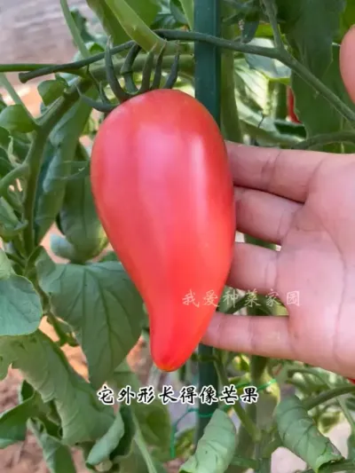 喜欢吃西红柿，我推荐您种芒果蜜西红柿 #田园生活 #我的小菜园 #芒果蜜番茄