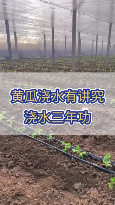 黄瓜浇水有讲究，浇水的有三年功 #黄瓜种植 #黄瓜高产种植 #黄瓜种植与管理 #三农 #服务三农支持三农
