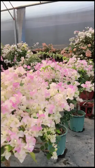 #花卉绿植 #三角梅 #三角梅盆景 #花海