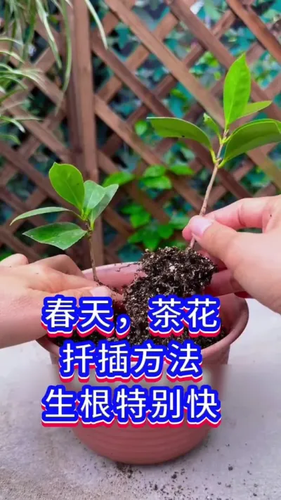 茶花扦插方法#茶花 #我的花花草草🌸🌸 #养花人