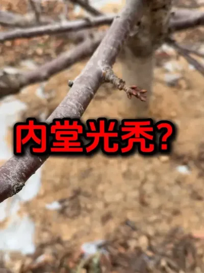 大樱桃内堂光秃？#大樱桃修剪 #果树修剪 #车厘子#樱桃种植