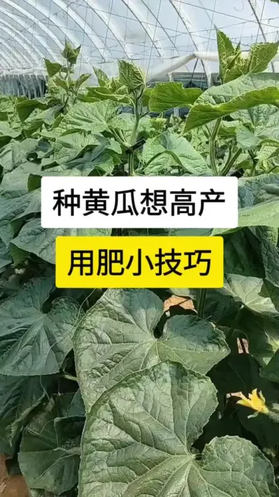 种黄瓜想高产，用肥小技巧 #黄瓜 #黄瓜高产种植 #黄瓜种植与管理 #服务三农支持三农 #三农