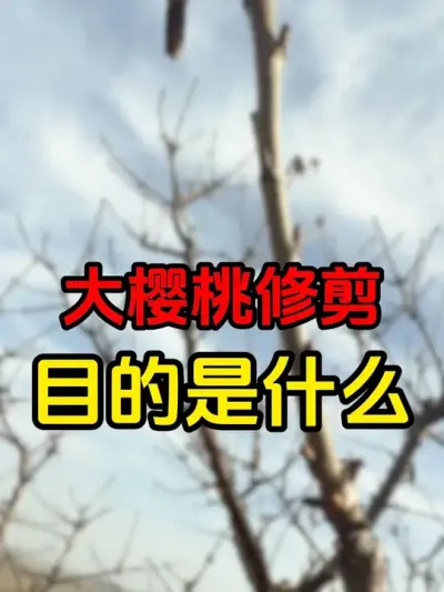 结果是第一目标#大樱桃修剪 #车厘子#车厘子树苗 #果树修剪