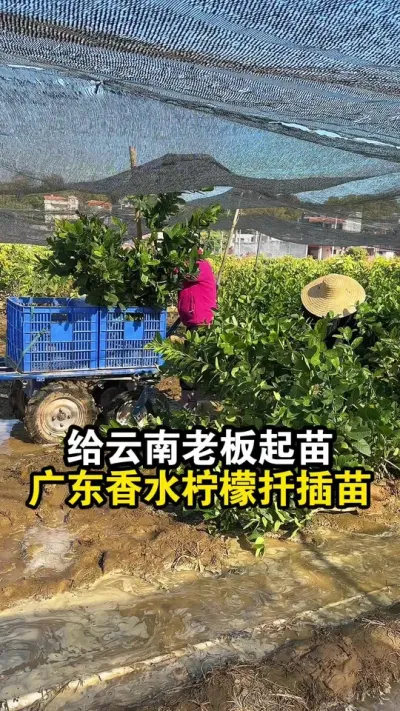 给云南老板起苗，二次培育的广东香水柠檬扦插苗，根系太漂亮了 #果苗供应 #香水柠檬 #广东香水柠檬