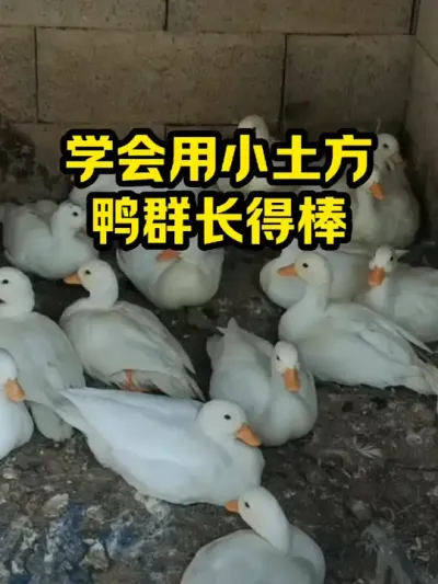 学会小土方，鸭群长得棒 #抖音三农#养鸭#养殖