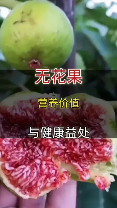 无花果营养价值与健康益处#无花果#种植小技巧
