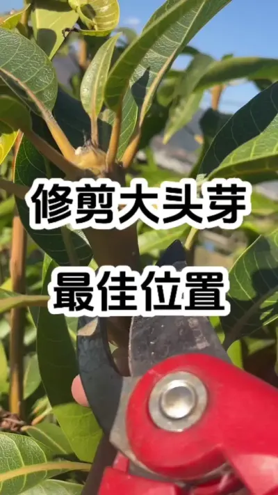修剪大头芽最佳位置 #农业技术推广 #病虫害防治 #修剪