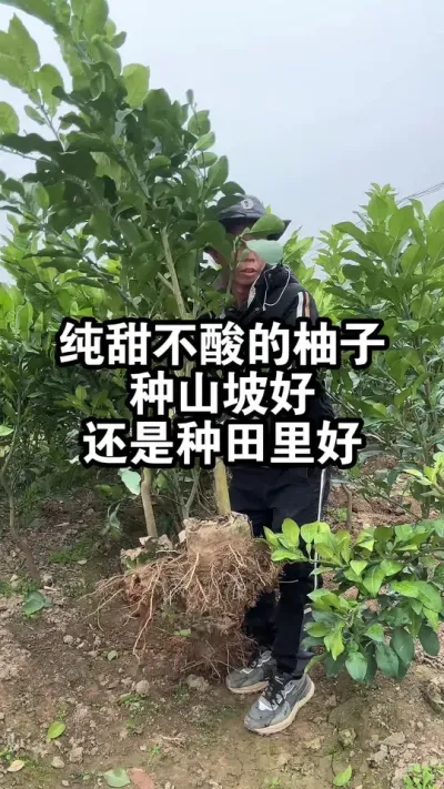 纯甜不酸的柚子，种植山坡上好呢？还是种在低洼的水田好呢？ #果树种植 #容县沙田柚 #柚子树