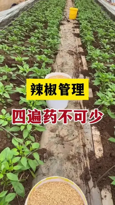 辣椒管理四遍药不可少#分享农业知识帮农民增产增收 #三农 #农业种植技术