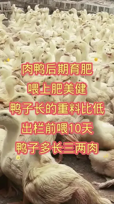 肉鸭后期育肥，喂上肥美健，鸭子长的重料比低，出栏前喂10天，鸭子多长三两肉。#肉鸭养殖 #养殖技术 #肥美健 #鸭子 #养鸭技术