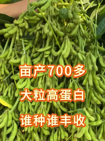 亩产超过700斤，大粒高蛋白收购价更高！ #三农流量扶持计划 #大豆种植 #抖音助农扶农 #农业种植 #无限回购的宝藏单品