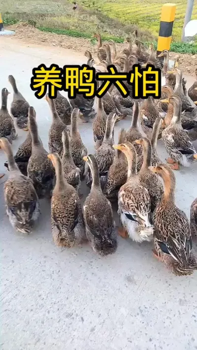 #肉鸭养殖 #养殖技术交流 #养殖人加油 #养鸭小妙招