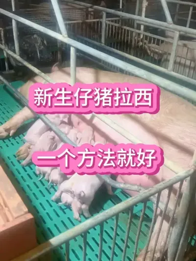 #养猪人加油干 #养猪人不容易 #三农 #仔猪