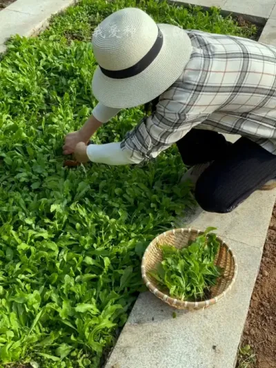 喜欢吃荠菜，别去野外挖了，自己种植简单，而且吃着放心 #我的小菜园 #在家种菜 #荠菜
