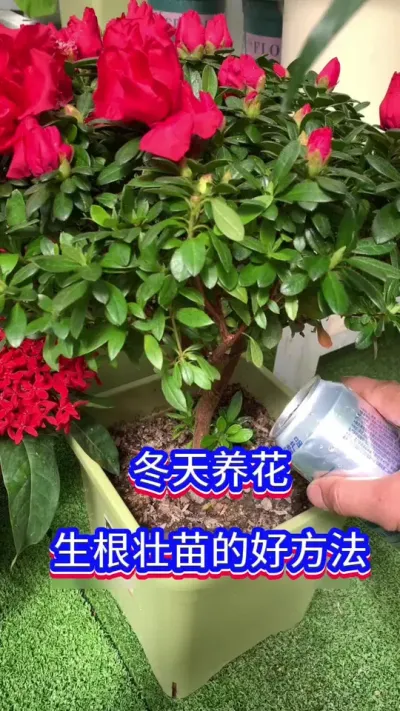 冬天养花，生根壮苗的方法#英子园艺 #养花小知识 #养花是一种乐趣