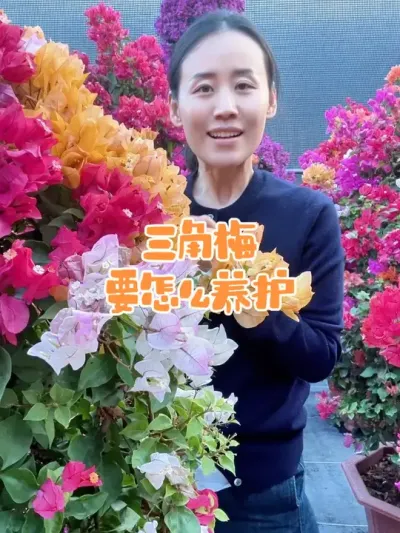 三角梅怎么能养成这样#三角梅 #花卉绿植 #三角梅养护 #三角梅盆景 #花卉基地