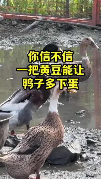 你信不信，一把黄豆能让，鸭子多下蛋#抖音三农#养鸭#养殖