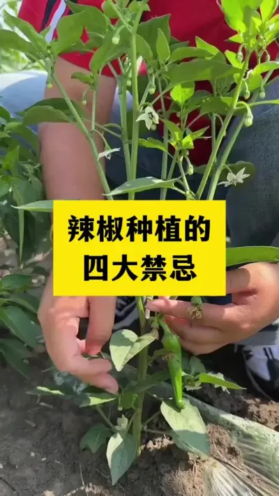 辣椒种植的四大禁忌#三农 #分享农业知识帮农民增产增收 #种植小技巧