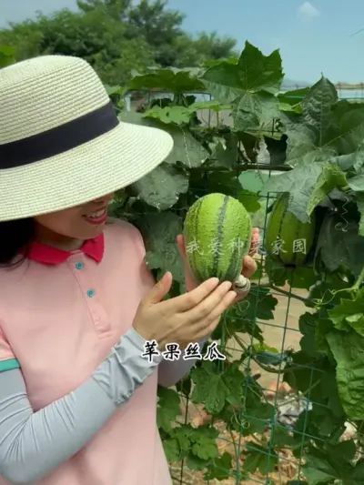 喜欢吃丝瓜，推荐您种苹果丝瓜，肉厚多汁味道甜 #田园生活 #小菜园 #苹果丝瓜