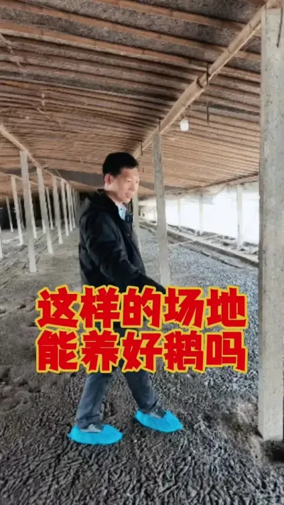 这样的场地，能养好鹅才怪！#狮头鹅 #科学养鹅 #鹅苗 #养鹅 #养鹅技术