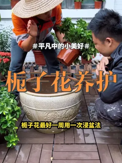 #花卉绿植 #栀子花 #绿植 栀子花养不好，除了不缺水还要补酸