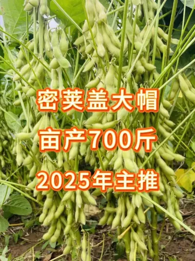 2025高产大豆品种推荐！亩种8斤亩产700多斤 #三农流量扶持计划 #大豆种植 #抖音助农 #产量特别高 #农业种植