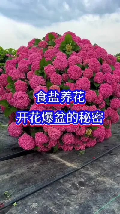 食盐养花的秘密#英子园艺 #养花小知识 #养花人的乐趣