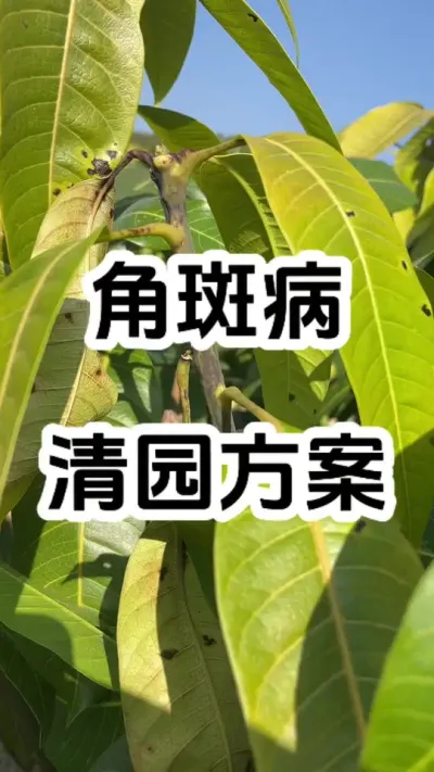 秋冬季的芒果角斑病，具体方案在文末 #角斑病#农业技术推广 #病虫害防治 #铜制剂