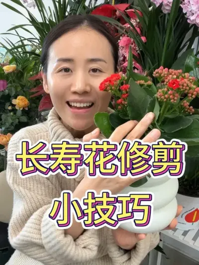 长寿花修剪小技巧#长寿花 #长寿花养护 #养花小知识 #种植小技巧 #花卉绿植