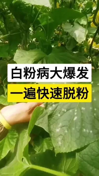 白粉病大爆发，一遍快速脱粉 #黄瓜种植技术 #黄瓜 #黄瓜种植 #白粉病 #服务三农支持三农