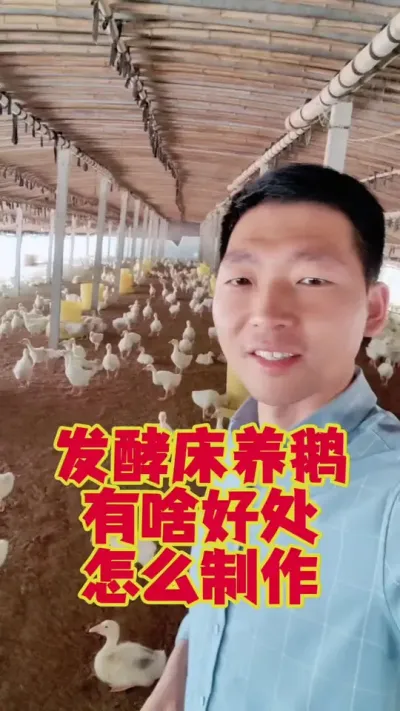 发酵床养鹅，都有哪些好处？该怎么制作？#养鹅 #鹅苗 #养鹅技术 #发酵床 #狮头鹅